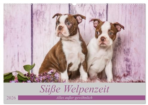 Süße Welpenzeit - Alles außer gewöhnlich (Wandkalender 2026 DIN A2 quer), CALVENDO Monatskalender: Mit Hundenachwuchs durch das Jahr (CALVENDO Tiere)
