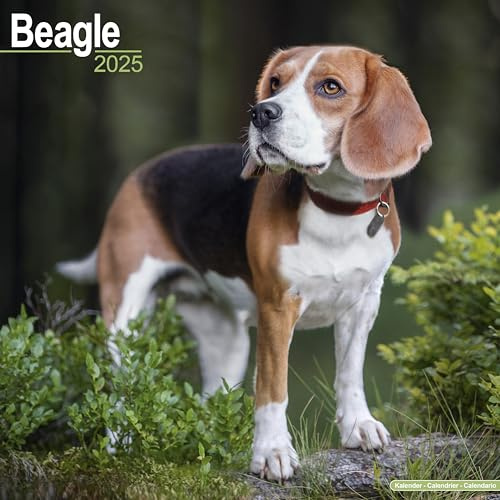 Beagle 2025 – 16-Monatskalender: Original Avonside-Kalender [Mehrsprachig] [Kalender] (Wall-Kalender)