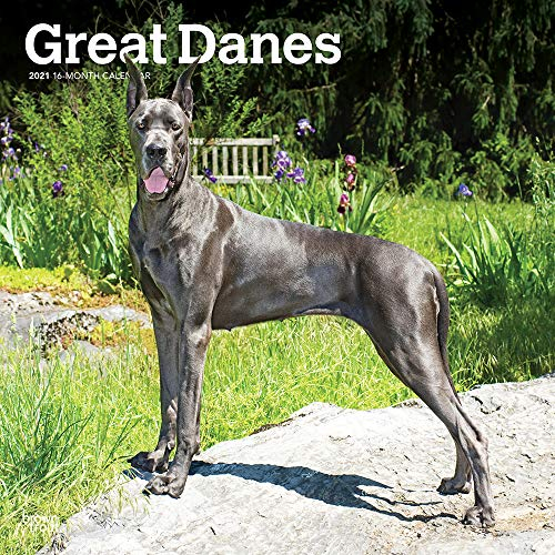 Great Danes - Dänische Doggen 2021 - 16-Monatskalender mit freier DogDays-App: Original BrownTrout-Kalender [Mehrsprachig] [Kalender] (Wall-Kalender)