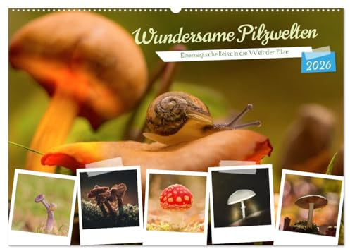 Wundersame Pilzwelten (Wandkalender 2026 DIN A2 quer), CALVENDO Monatskalender: Die besondere Welt der Pilze erleben. (CALVENDO Natur)