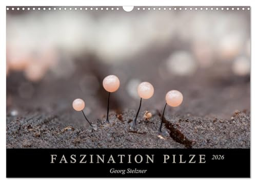 FASZINATION PILZE 2026 (Wandkalender 2026 DIN A3 quer), CALVENDO Monatskalender: Die skurile Welt der Schleimpilze (CALVENDO Natur)