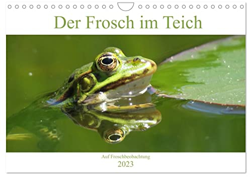 Der Frosch im Teich - auf Froschbeobachtung (Wandkalender 2023 DIN A4 quer): Porträt vom Frosch im Gartenteich (Monatskalender, 14 Seiten ) (CALVENDO Tiere)