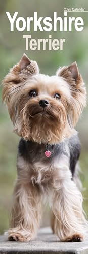 Yorkshire Terrier – Yorkies 2025: Original Avonside-Kalender – Slimline [Mehrsprachig] [Kalender] (Slimline-Kalender)