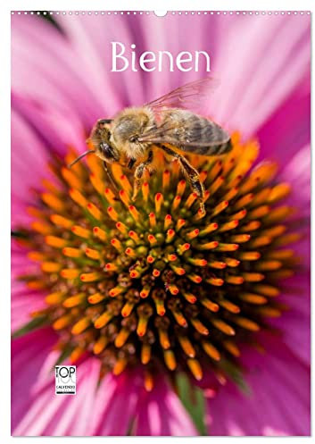 Bienenkalender (Wandkalender 2025 DIN A2 hoch), CALVENDO Monatskalender