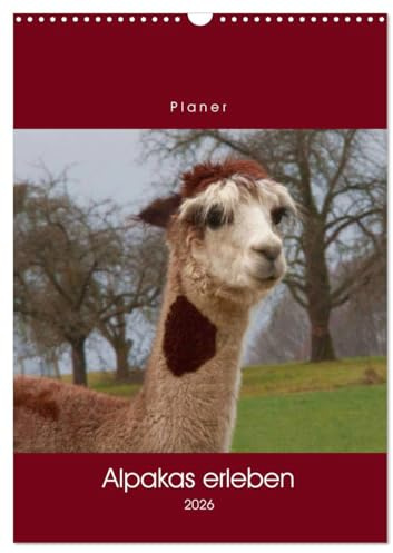Alpakas erleben (Wandkalender 2026 DIN A3 hoch), CALVENDO Monatskalender: Ein Alpaka-Allerlei ... (CALVENDO Tiere)