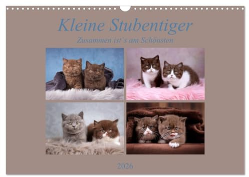 Kleine Stubenstiger (Wandkalender 2026 DIN A3 quer), CALVENDO Monatskalender: Zusammen ist`s am Schönsten (CALVENDO Tiere)