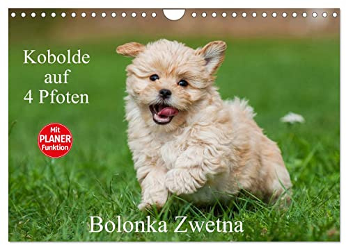 Kobolde auf 4 Pfoten - Bolonka Zwetna (Wandkalender 2026 DIN A4 quer), CALVENDO Monatskalender: Lassen Sie sich verzaubern von einer entzückenden Hundefamilie (CALVENDO Tiere)