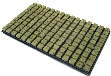 Grodan 1 bandeja para 150 medios de cultivo de lana de piedra, cada bloque de 2,5 cm x 2,5 cm en carcasa de plástico de 53 cm x 32 cm.