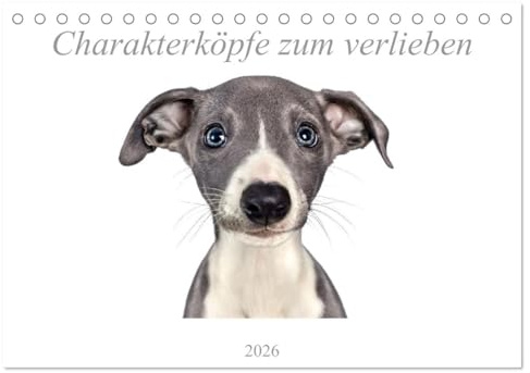 Charakterköpfe zum verlieben (Tischkalender 2026 DIN A5 quer), CALVENDO Monatskalender: Hunderassen typgerecht ins beste Licht gerückt. (CALVENDO Tiere)