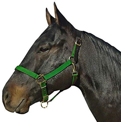 Intrepid International Breakaway Leather Crown Nylon Safety Halter, Green