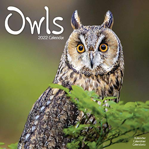 Owls - Eulen 2022 - 16-Monatskalender: Original Avonside-Kalender [Mehrsprachig] [Kalender] (Wall-Kalender)