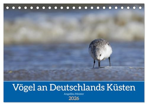 Vögel an Deutschlands Küsten (Tischkalender 2026 DIN A5 quer), CALVENDO Monatskalender: Wunderbare Aufnahmen von See- und Küstenvögeln versetzen den ... direkt an die Nordseeküste. (CALVENDO Tiere)