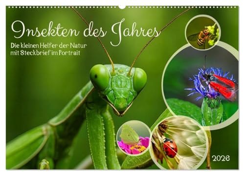 Insekt des Jahres (Wandkalender 2026 DIN A2 quer), CALVENDO Monatskalender: Die kleinen Helfer der Natur mit Steckbrief im Portrait (CALVENDO Tiere)