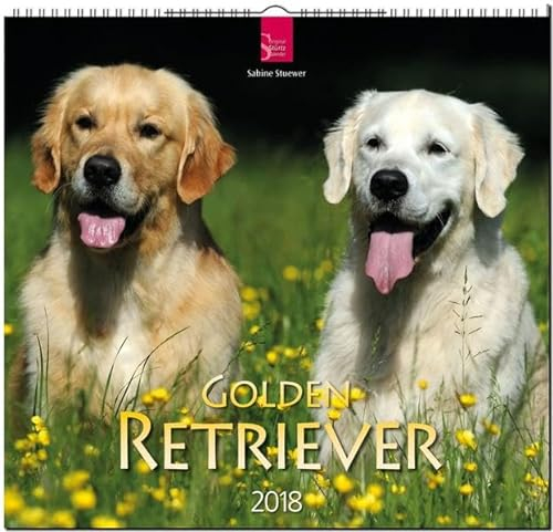 GOLDEN RETRIEVER: Original Stürtz-Kalender 2018 - Mittelformat-Kalender 33 x 31 cm