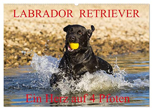 Labrador Retriever - ein Herz auf 4 Pfoten (Wandkalender 2025 DIN A2 quer), CALVENDO Monatskalender