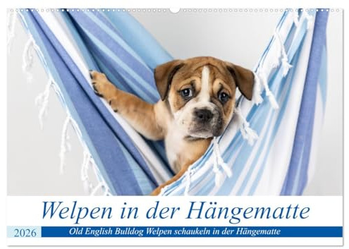 Welpen in der Hängematte (Wandkalender 2026 DIN A2 quer), CALVENDO Monatskalender: Drollige Old English Bulldog Welpen in einer Hängematte (CALVENDO Tiere)