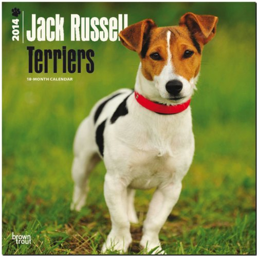 Jack Russell Terriers 2014: Original BrownTrout-Kalender [Mehrsprachig] [Kalender] (Wall-Kalender)