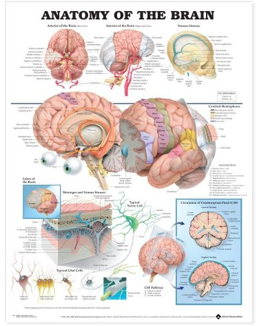 Anatomisches Diagramm „The Anatomy of the Brain“
