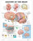 Anatomisches Diagramm „The Anatomy of the Brain“