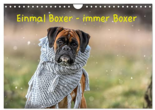 Einmal Boxer - immer Boxer (Wandkalender 2026 DIN A4 quer), CALVENDO Monatskalender: Boxer, die tollsten Hunde der Welt. (CALVENDO Tiere)
