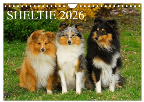 Sheltie 2026 (Wandkalender 2026 DIN A4 quer), CALVENDO Monatskalender: 13 wunderschöne Fotos von Shelties in allen Farben begleiten durch das Jahr (CALVENDO Tiere)