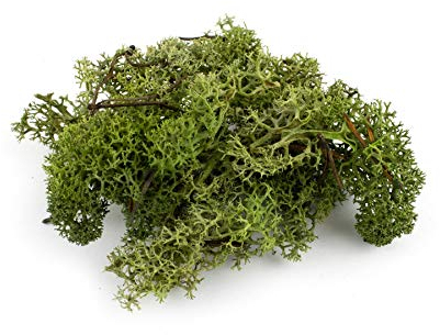 War World Scenics Lichen Dark Green Moss Model Foliage 60g – Model Railway Wargame Scenery Landscape Modelling Trees Bushes Hedges Diorama Basing Material