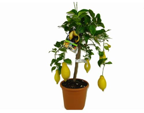 Zitronenbaum - Citrus Limon