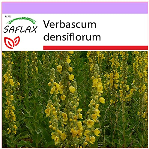 SAFLAX - Heilpflanzen - Großblumige Königskerze - 500 Samen - Verbascum densiflorum
