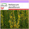 SAFLAX - Heilpflanzen - Großblumige Königskerze - 500 Samen - Verbascum densiflorum