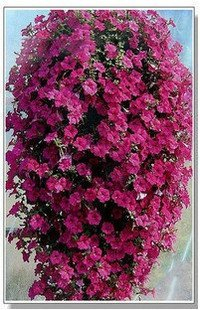 20 Samen/pack hängende Petunien rosarot wellige Blumensamen