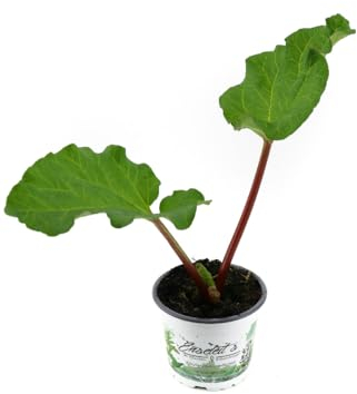 Rhabarber Pflanze im 12 cm Topf, Aus nachhaltigem Anbau direkt aus der Gärtnerei Enseleit