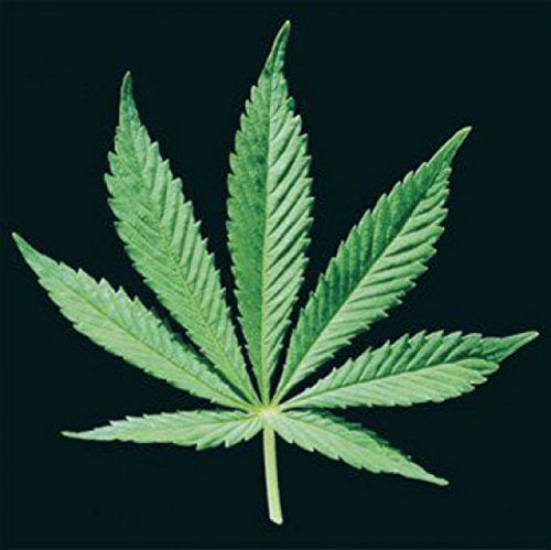1art1 Cannabis Hanf Blatt Poster-Sticker Tattoo Aufkleber 9x9 cm
