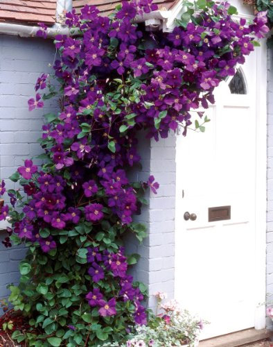 iovivo Clematis The President® Pflanze im 2 Liter Topf