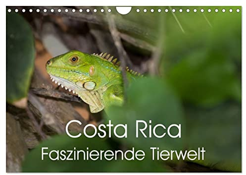 Costa Rica. Faszinierende Tierwelt (Wandkalender 2026 DIN A4 quer), CALVENDO Monatskalender: Eindrucksvolle Aufnahmen von der einzigartigen Tierwelt Costa Ricas (CALVENDO Natur)