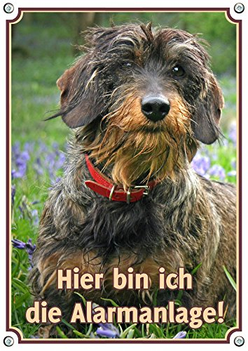 Petsigns Warnschild - Dackel/Teckel Rauhaar - Hier Bin ICH DIE ALARMANLAGE!, DIN A4
