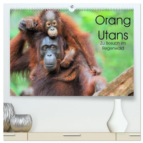 Orang Utans: Zu Besuch im Regenwald (hochwertiger Premium Wandkalender 2026 DIN A2 quer), Kunstdruck in Hochglanz: Faszinierende Einblicke in das ... Borneos, Indonesien (CALVENDO Tiere)