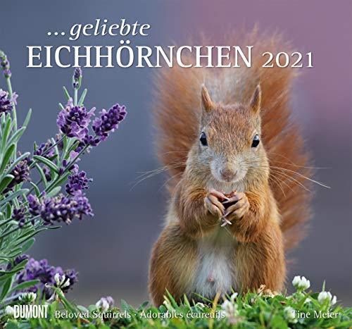 Geliebte Eichhörnchen - Kalender 2021 - DuMont-Verlag - Wandkalender - Fotokalender - 37,8 cm x 36 cm