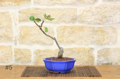 Bonsai di Fico (72) -