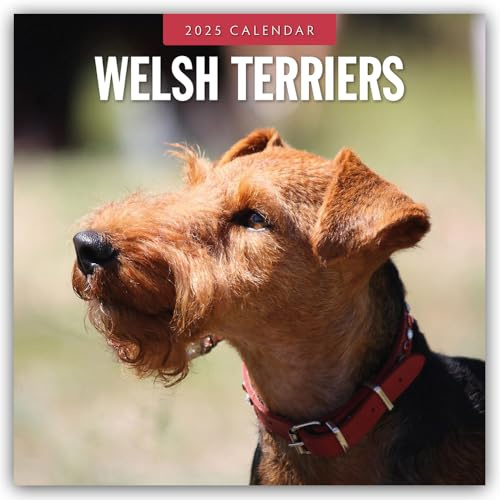 Welsh Terriers – Welsh Terrier 2025 – 16-Monatskalender: Original Red Robin Publishing Ltd-Kalender [Mehrsprachig] [Kalender] (Wall-Kalender)
