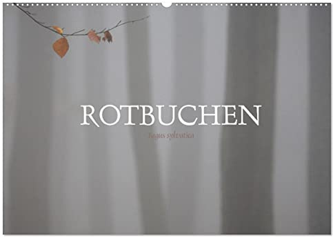 Rotbuchen (Wandkalender 2026 DIN A2 quer), CALVENDO Monatskalender: Rotbuchen sind die dominierende Baumart unserer Heimat (CALVENDO Natur)