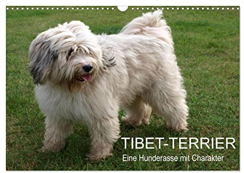 Tibet-Terrier - Eine Hunderasse mit Charakter (Wandkalender 2026 DIN A3 quer), CALVENDO Monatskalender: Der Tibet-Terrier ist eine liebenswerte, ... und fröhliche Hunderassee (CALVENDO Tiere)