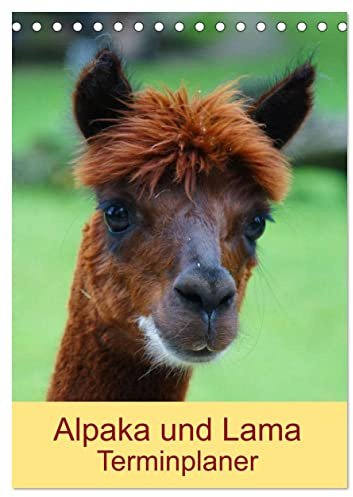 Alpaka und Lama Terminplaner (Tischkalender 2026 DIN A5 hoch), CALVENDO Monatskalender: Neuweltkamele aus Südamerika (CALVENDO Tiere)