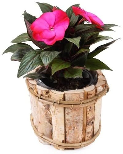 KOTARBAU® Runder Blumentopf aus Birkenholz Übertopf für Blumen 16 x 16 x 12