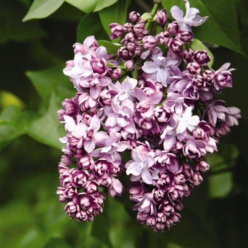 Lilac 'Beauty of Moscow' - Fragrant Two-Tone Blooms, Butterfly Attracting Shrub for Cottage Gardens – 2X 5 Litre Potted Plants by Thompson & Morgan