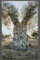 Notizbuch Olivenbaum, Buch: Das perfekte Geschenk für Oliven Liebhaber & Natur Fans, schönes Olivenmotiv: Tagebuch, Journal, Taschenbuch, Kalender, ... Softcover, Bild, Baum, Olivenbaum, A5,Echt