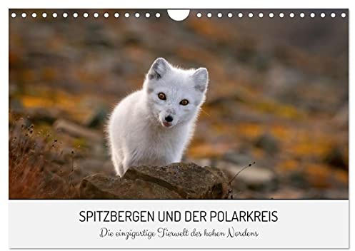 Spitzbergen und der Polarkreis (Wandkalender 2026 DIN A4 quer), CALVENDO Monatskalender: Ein Jahr im Tierreich des hohen Nordens (CALVENDO Tiere)