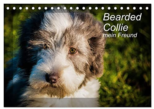 Bearded Collie, mein Freund (Tischkalender 2026 DIN A5 quer), CALVENDO Monatskalender: Ein britischer Hütehund (CALVENDO Tiere)