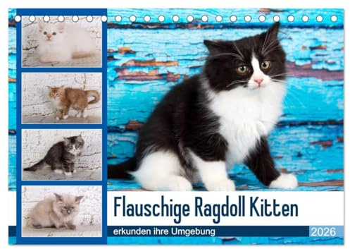 Flauschige Ragdoll Kitten (Tischkalender 2026 DIN A5 quer), CALVENDO Monatskalender: Rassekatzen mit Schmusecharakter und Charme (CALVENDO Tiere)