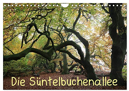 Die Süntelbuchenallee (Wandkalender 2026 DIN A4 quer), CALVENDO Monatskalender: Farbfotos zeigen die Jahreszeiten in der Süntelbuchenallee (CALVENDO Natur)