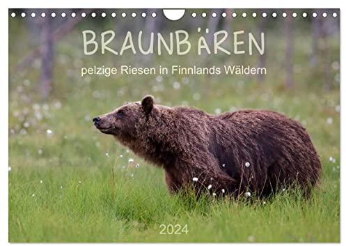 Braunbären - pelzige Riesen in Finnlands Wäldern (Wandkalender 2024 DIN A4 quer), CALVENDO Monatskalender: Einblicke in das Lebens eines der grössten Säugetiere Europas (CALVENDO Tiere)